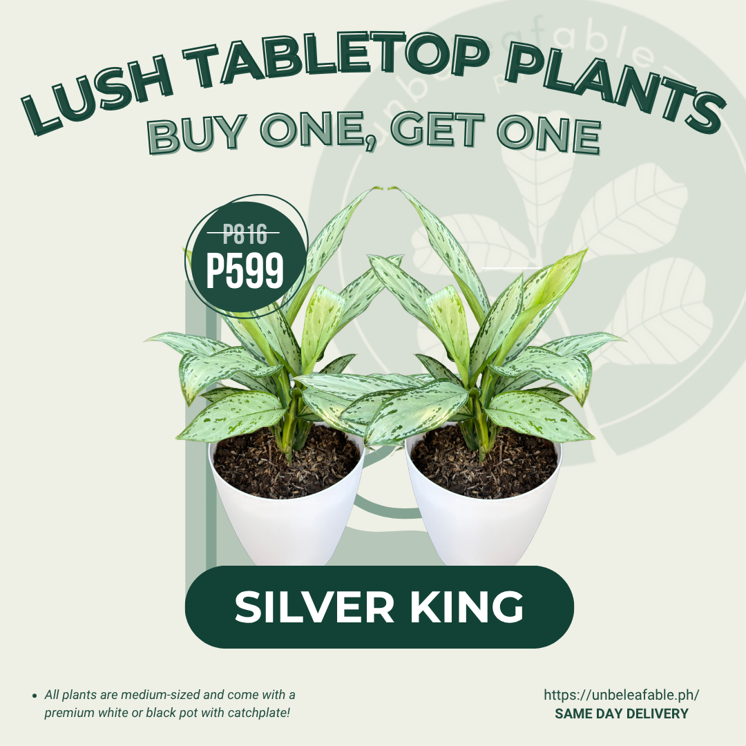 Silver King BOGO