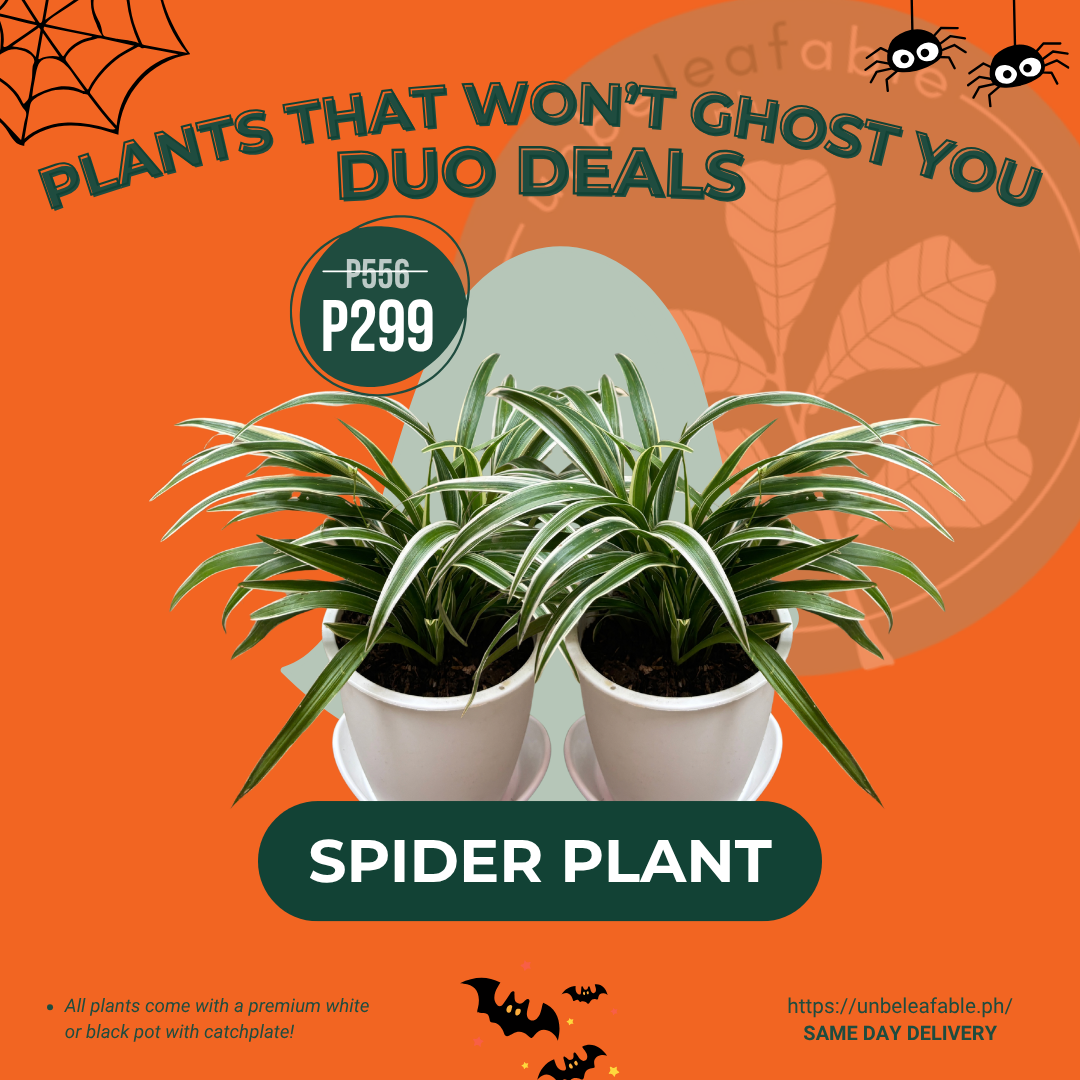 OCTOBER 2026 BOGO (2)