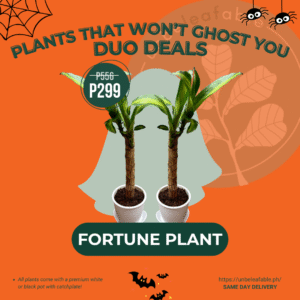 Halloween Duo Deals - Fortune Plant