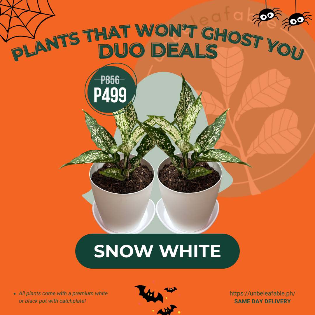 OCTOBER 2026 BOGO (4)