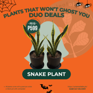 Halloween Duo Deals - Snake Plant